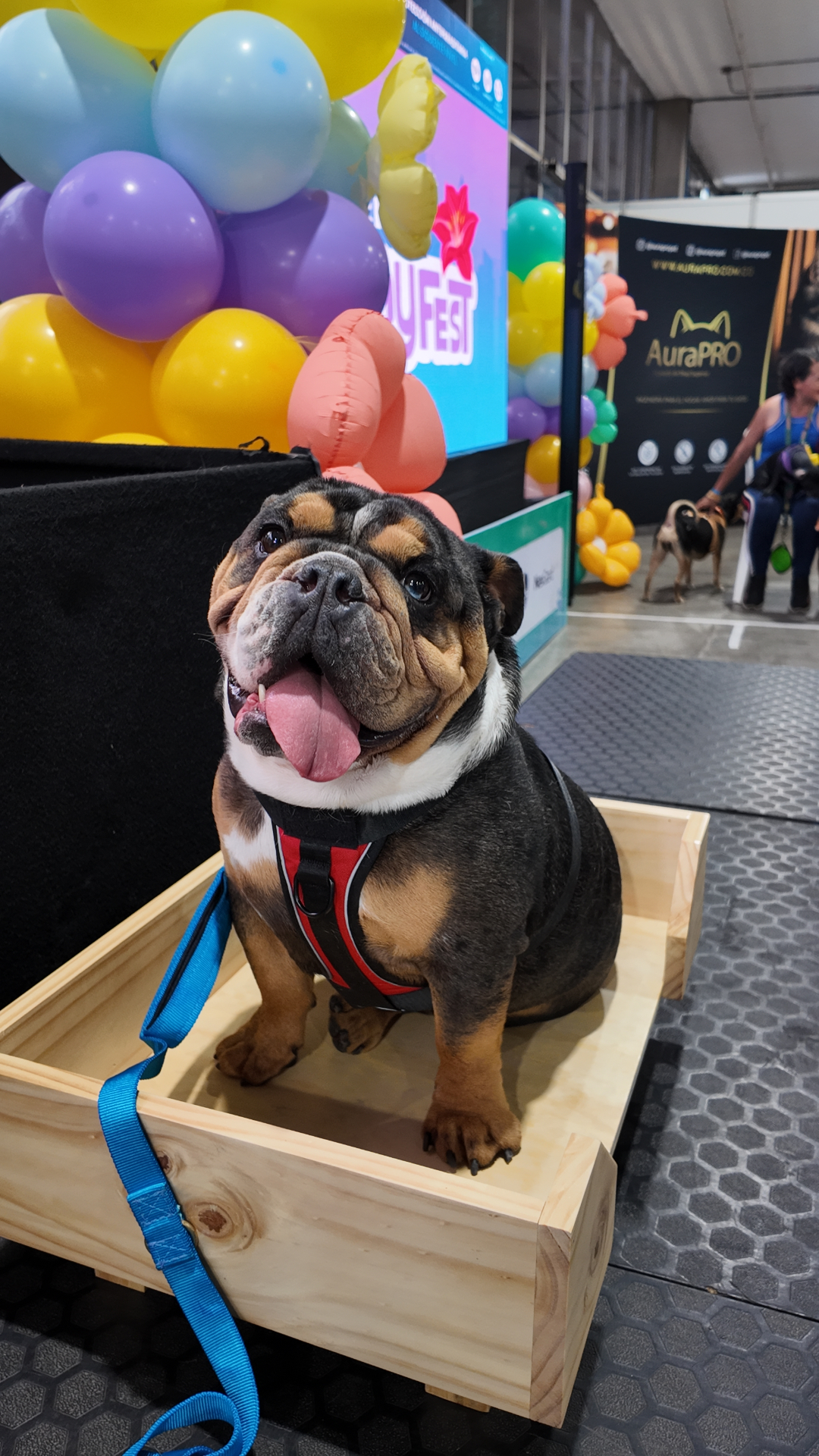 Bulldog inglés en FamyFest